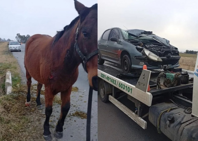 Dos olavarrienses chocaron con un caballo en la Ruta 51